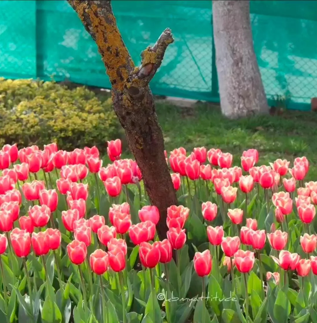Tulip Package