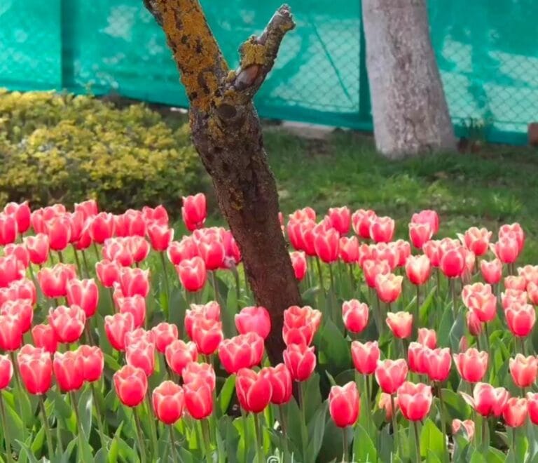 Tulip Package 4 Nights 5 Days