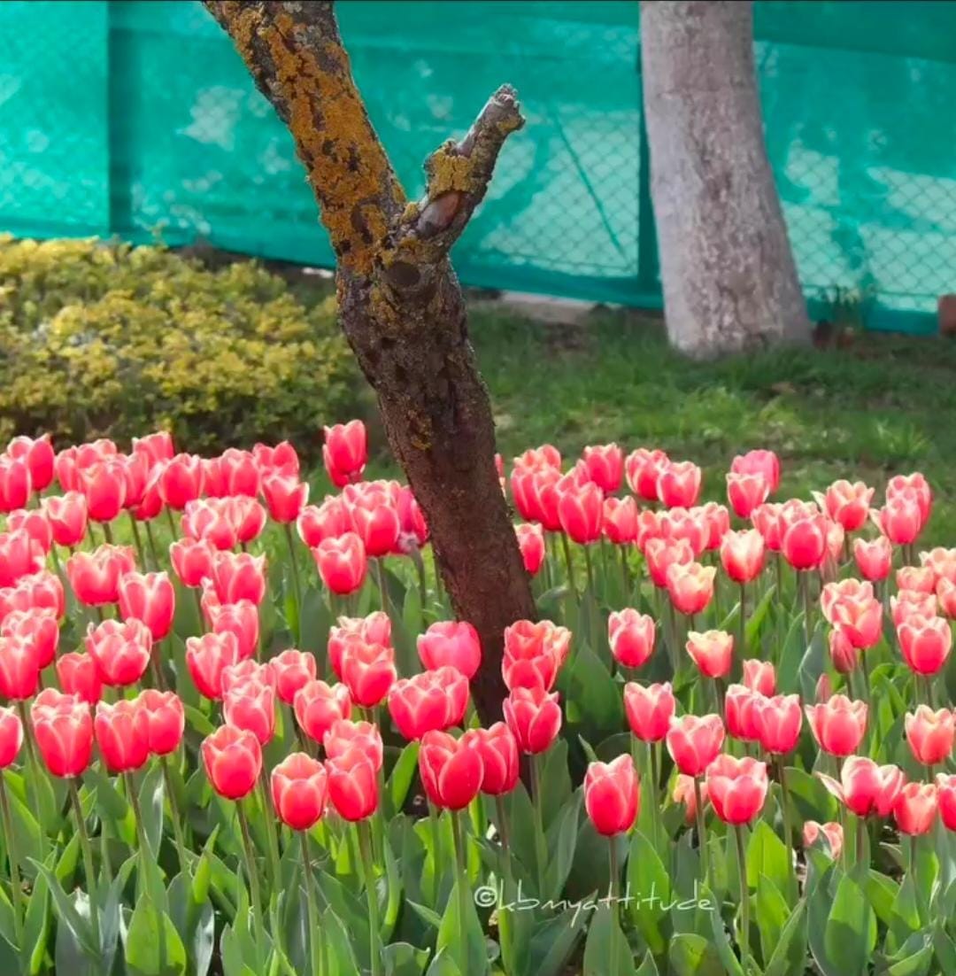 Tulip Package 4 Nights 5 Days